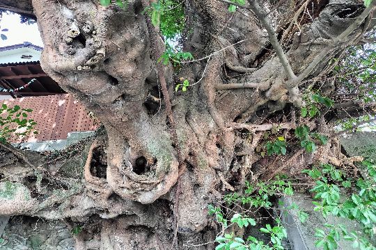 三崎のアコウ樹のサムネイル