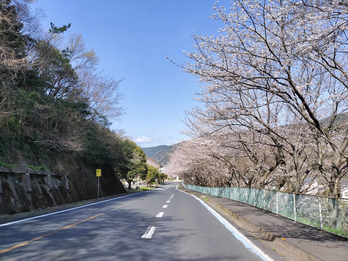 佐田岬半島の桜開花情報のサムネイル